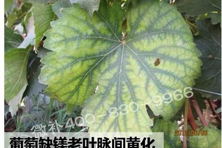 花生叶面肥用什么高产