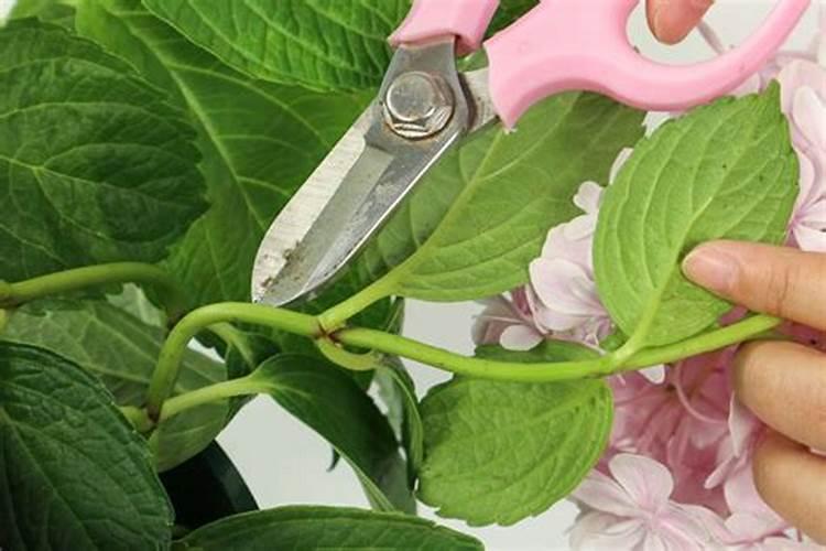 秋冬季适合养什么花