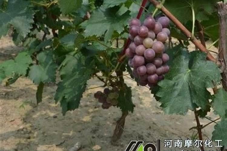 尿素不宜用于追肥的蔬菜都有啥？讲讲为什么