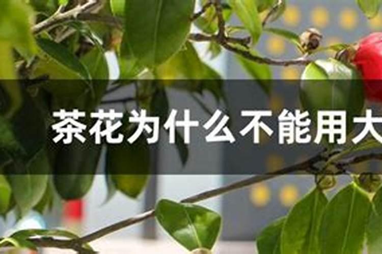 菊花上发现蚜虫怎么办？因为是家里,所以不能用农药。最好有环保的方法...