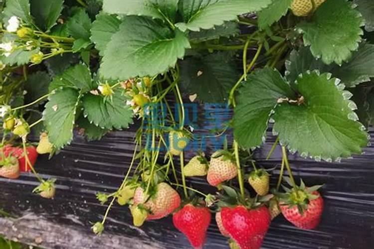 促使花开花用什么肥、催花开用什么肥