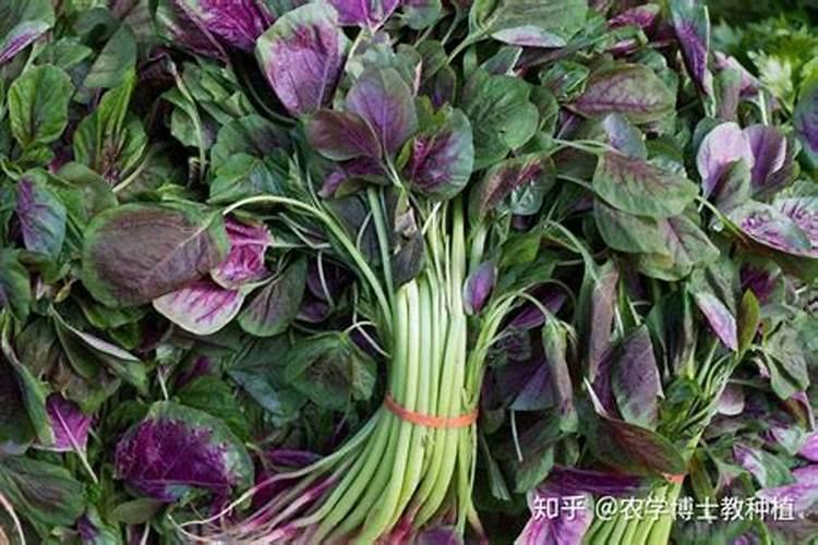 苋菜施肥用复合肥还是尿素好？