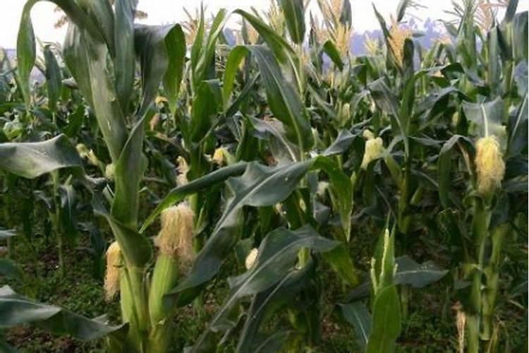 玉米底肥一次性施肥 氮磷钾 各用多少？