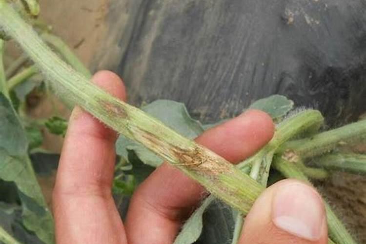 大量元素水溶肥的作用与功效 不同种类大量元素水溶肥料的用途