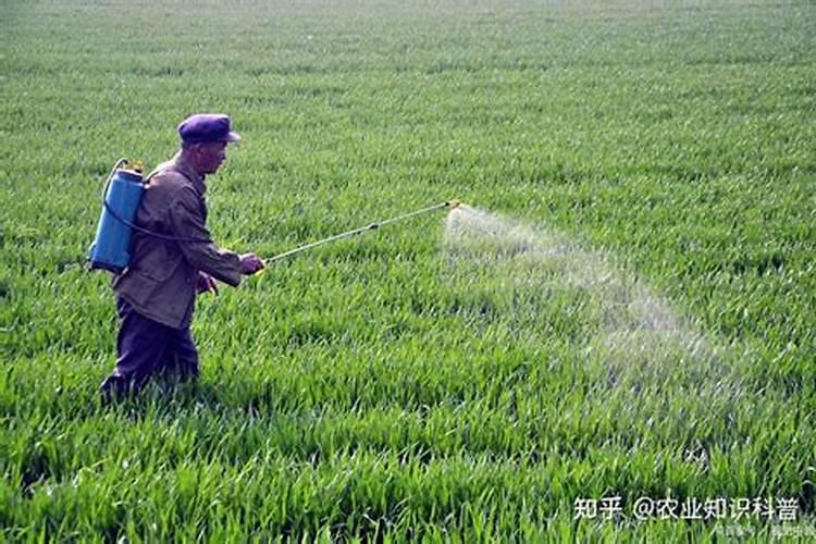 叶面肥是什么