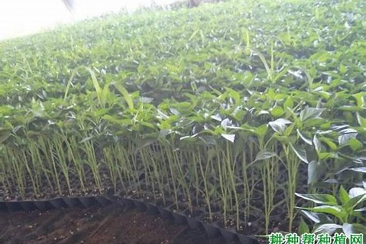 辣椒苗蔫了怎么补救？