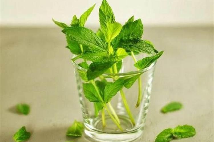 薄荷用花多多1号还是10号