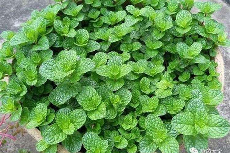 水培薄荷的养殖方法