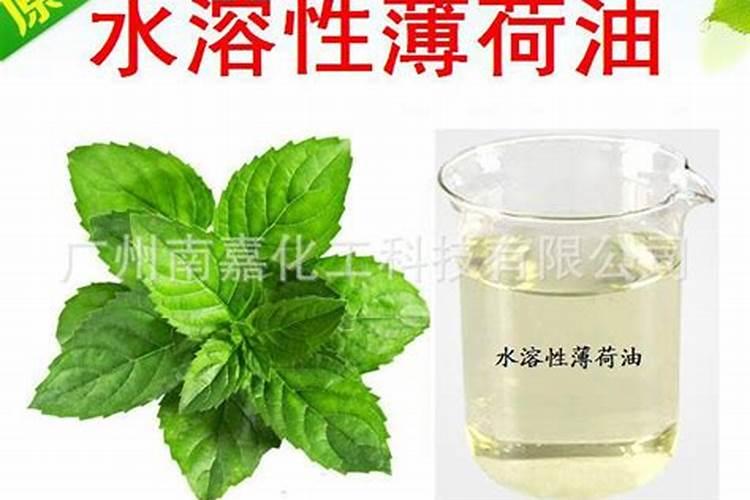 水培薄荷的养殖方法