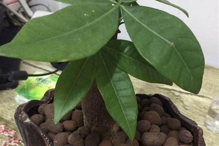 红花韧锦多肉植物栽培技术施肥的知识有哪些