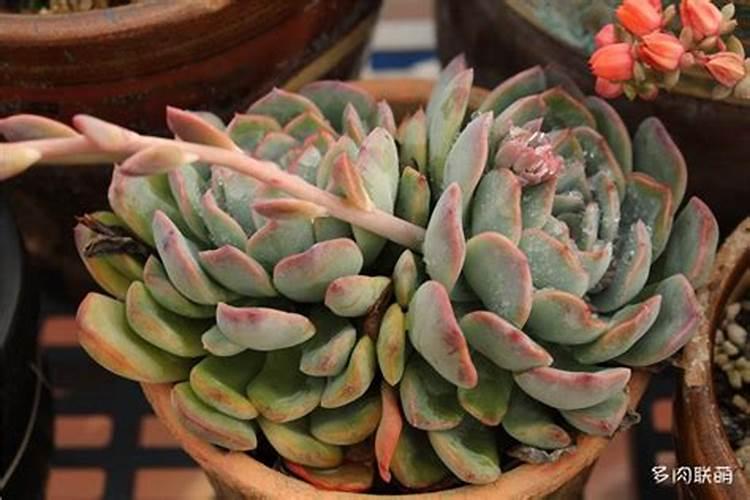 多肉上色肥料怎么用