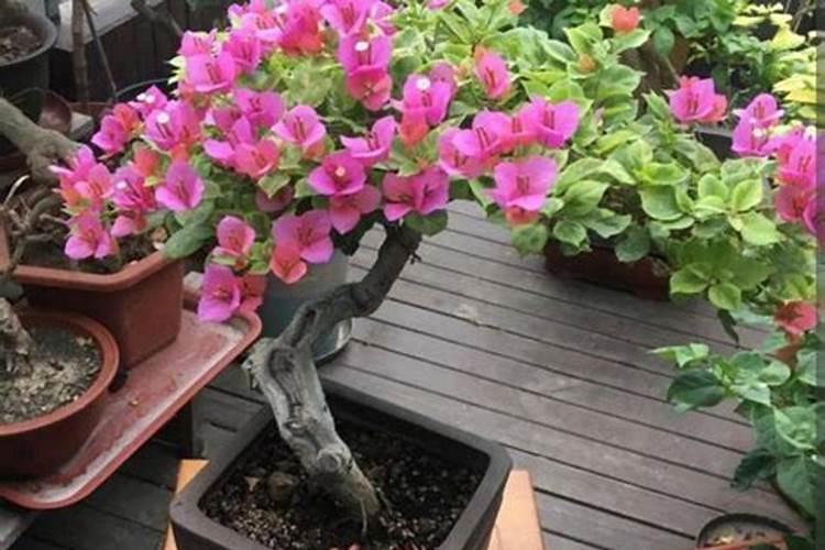 三角梅发芽后施什么肥