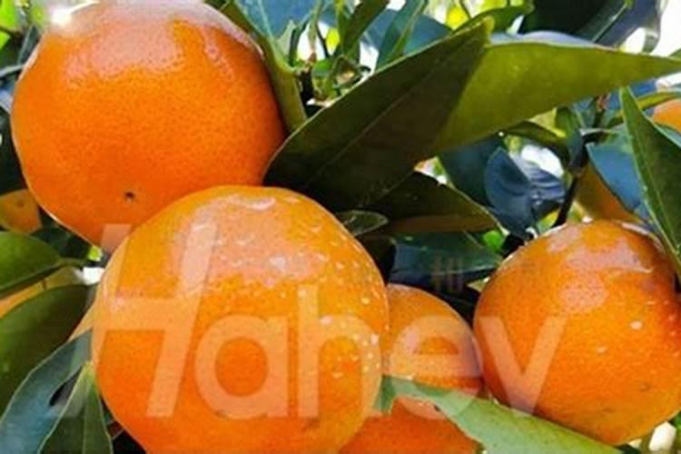 柑橘用什么水溶肥好及水溶肥施用指南