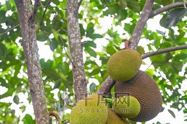 淘米水能不能浇兰花