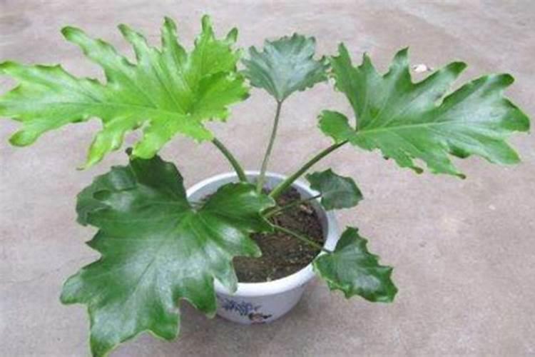 茉莉花除施硫酸亚铁还施什么肥料？