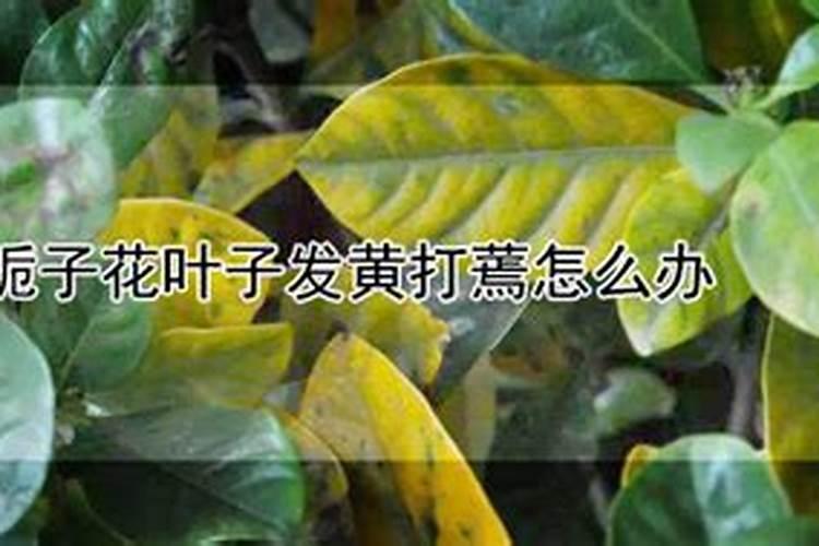 水田淹水期不宜使用哪种氮肥 水田淹水后要及时排涝的目的是什么