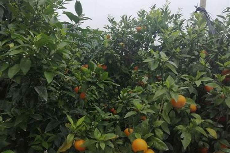 蝴蝶兰开花时能施肥吗
