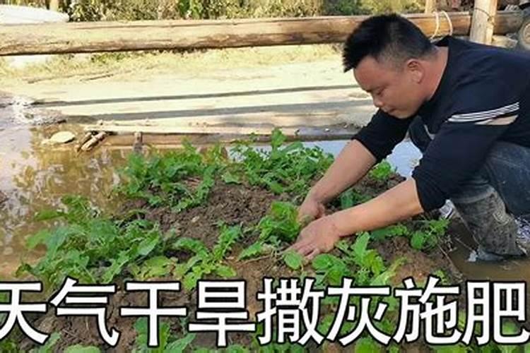 尿素兑水正确方法