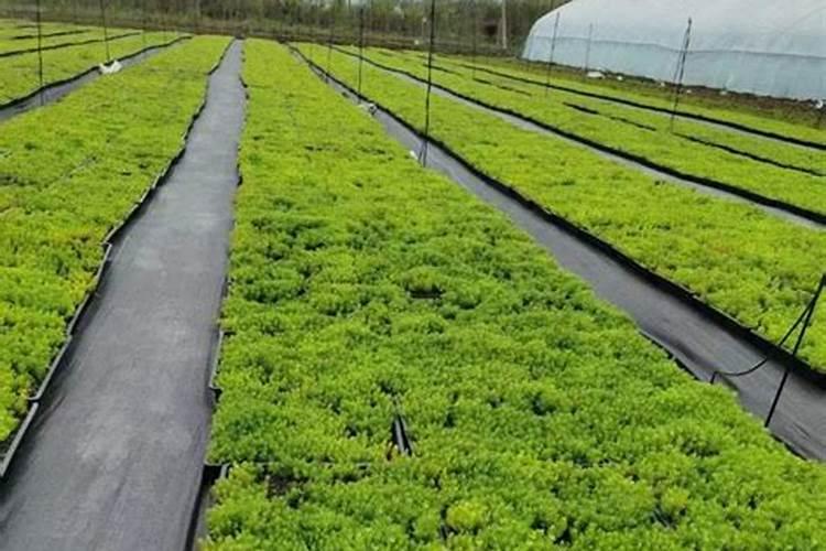 发财树多久追肥一次 “发财树肥料追加周期”