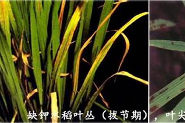 辣椒落花落果打什么药