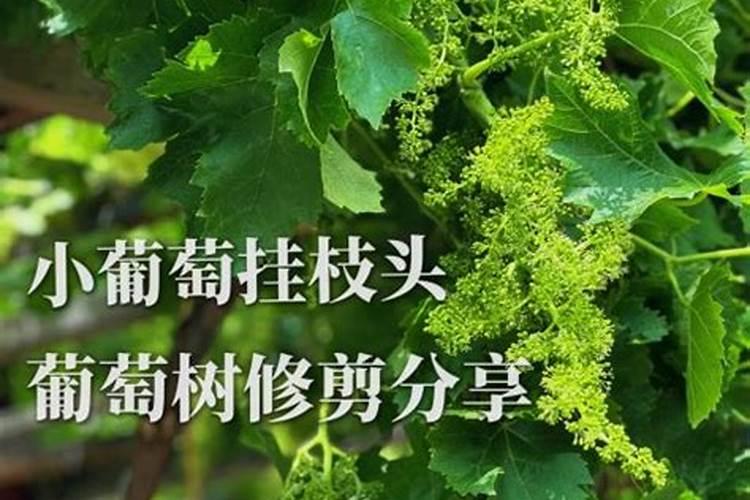 好点的葡萄叶面肥有哪些