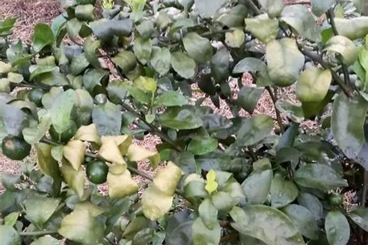 鱼蛋白肥料的使用技巧