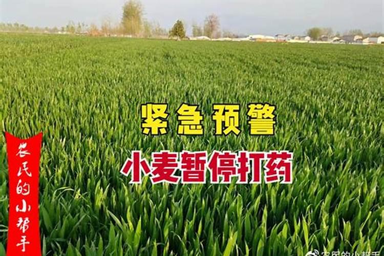 小麦什么时候喷叶面肥比较好