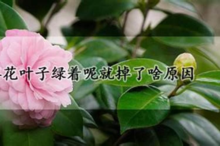 茶花叶子干枯一碰就掉怎么补救