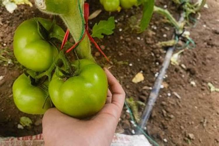 油菜要打几次硼肥