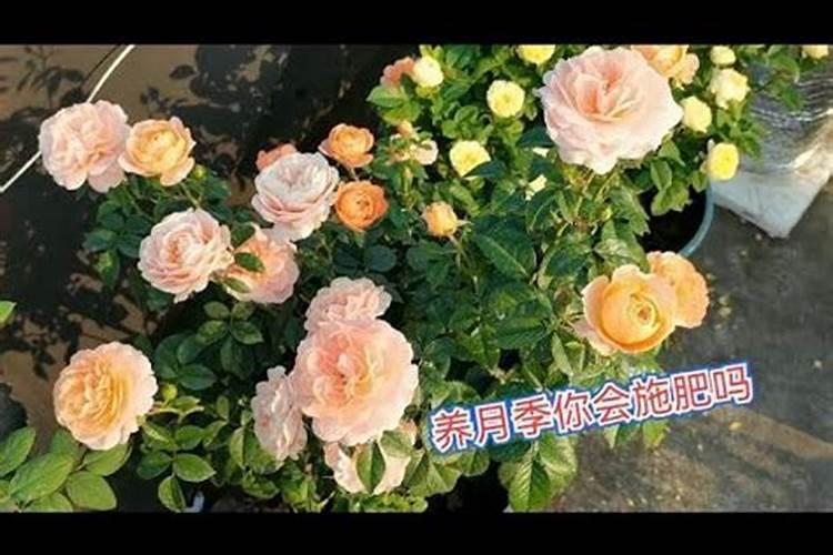 地栽月季如何使用复合肥注意事项有哪些