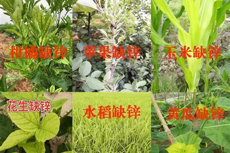 含锌蛋白酶植物缺锌与锌中毒的症状