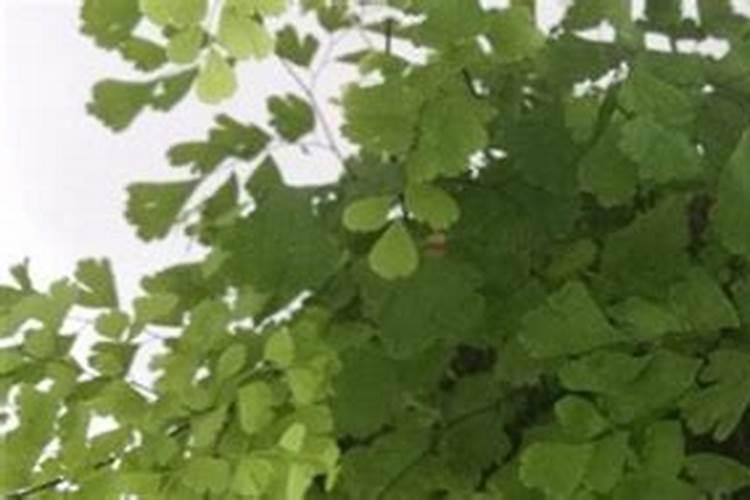 铁线蕨栽培方法注意事项