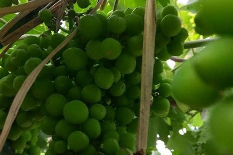 葡萄树如何施肥葡萄树的施肥方法