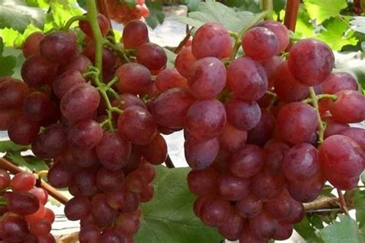 葡萄膨果着色增甜用什么肥料