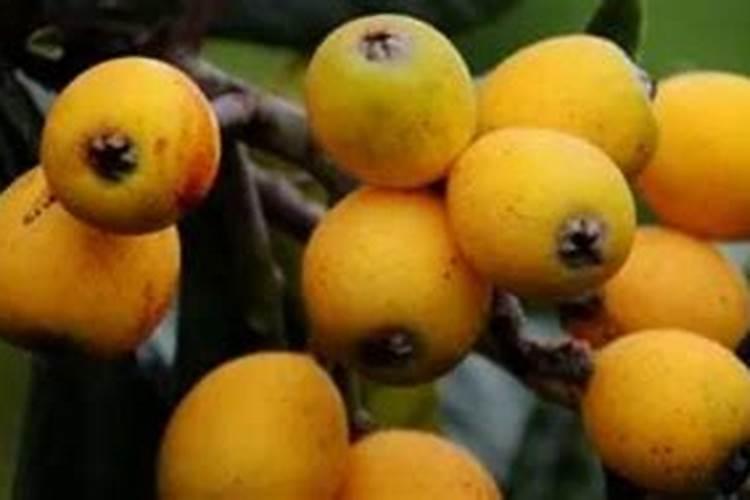 菜椒多久浇一次水