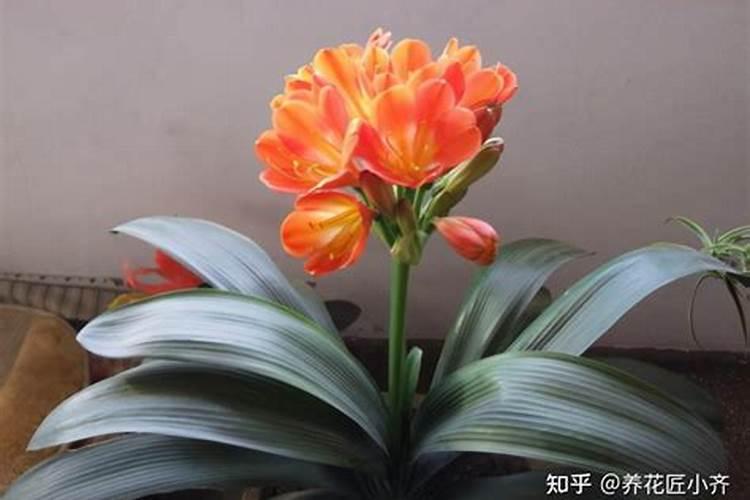 君子兰上什么肥料最好