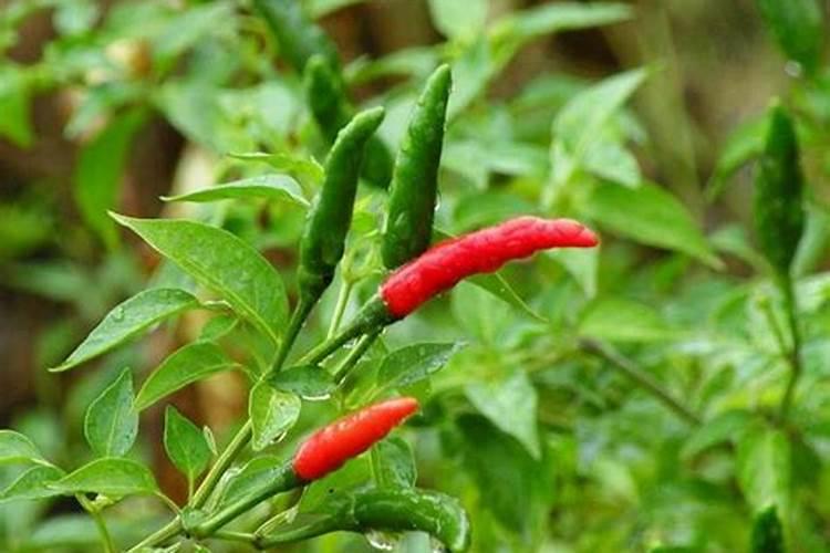 油菜施硼肥要注意什么