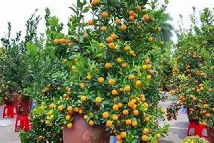 可不可以把尿当作花肥来给花浇灌