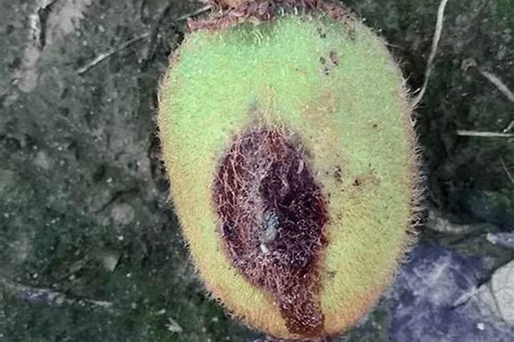 猕猴桃施肥的最佳时间 猕猴桃什么时候施肥