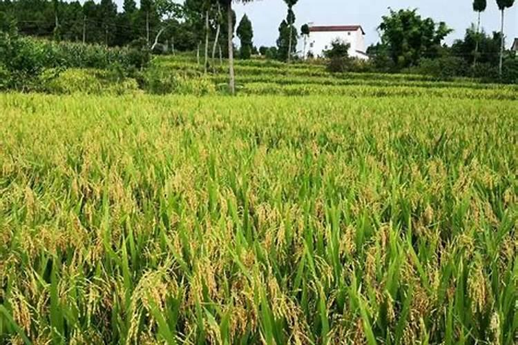 水稻叶面肥哪种好 如何正确喷施