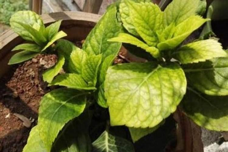 谷壳8 稻壳炭与残留物的其他用途