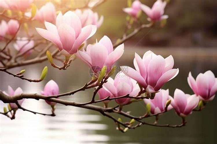 玉兰花怎么养才长得好