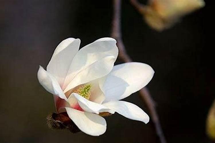 玉兰花用什么肥料最好