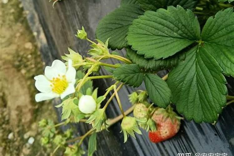 玉米缺硼有哪些防治措施？