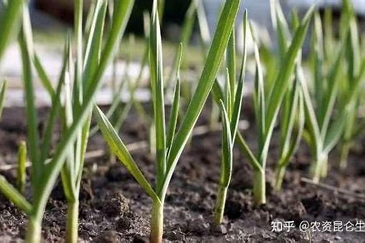 种植白蒜的时候应该如何合理的施肥？