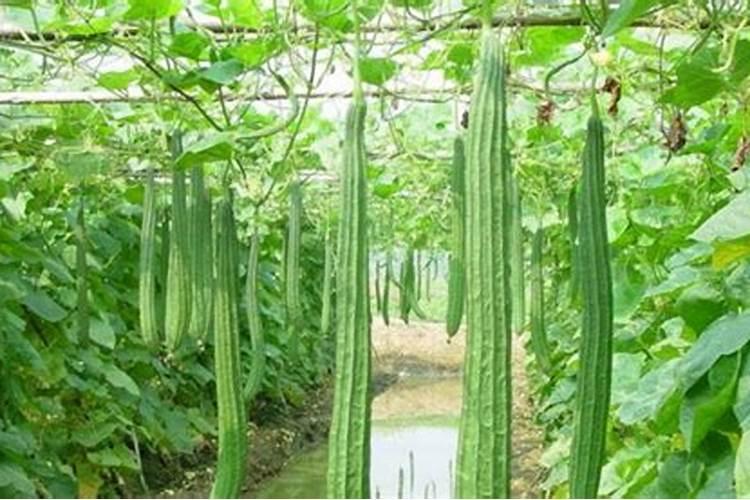 丝瓜叶子很大怎么不开花结果