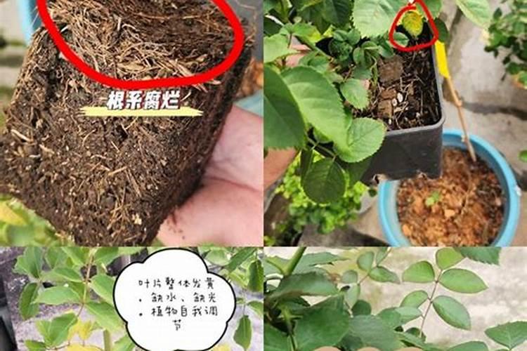 沃司特产含量尿寿45‰硫铵55%含锌氮肥用途？