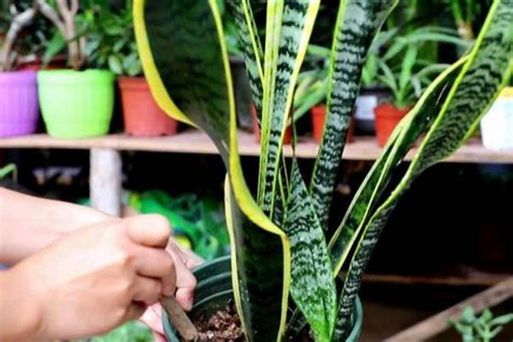 青菜在温度高的情况下可以浇肥料水吗