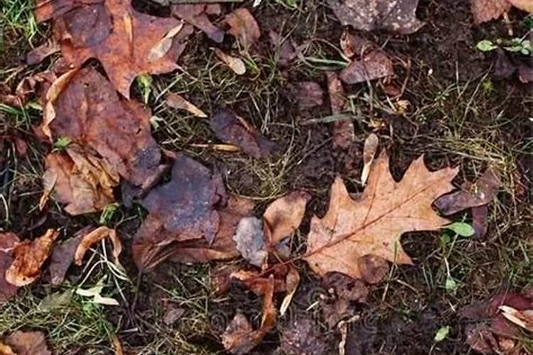 花生用什么叶面肥好？叶面肥喷几次