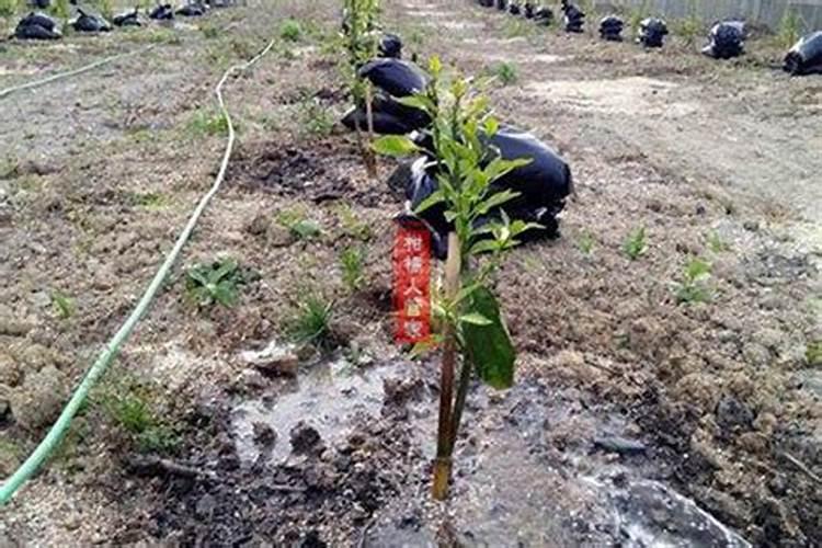 国家为什么禁止种植麻籽